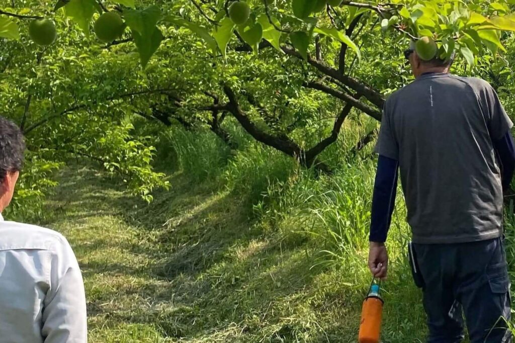 2025年5月圃場訪問の様子